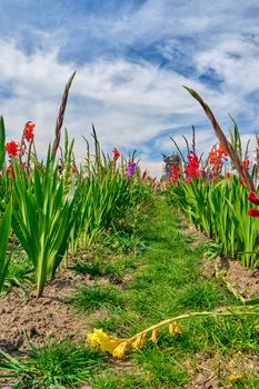 Field of colored blooming gladioli against a cloudy sky.