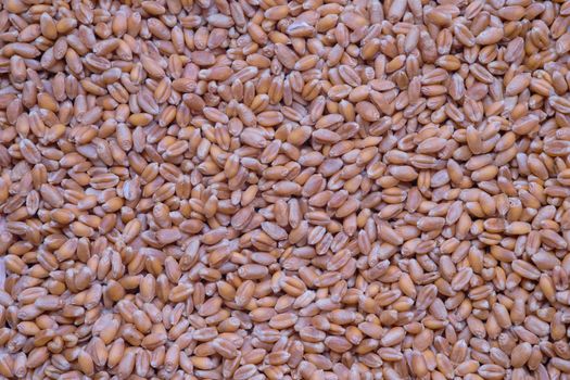 Grains of wheat as background close up, Natural dry cereal seeds for the site with the inscription, top view.