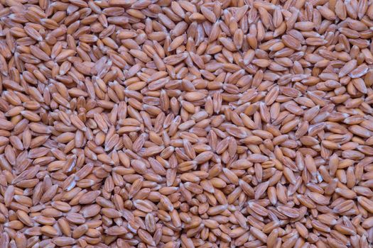 Grains of wheat, barley, rye, oat as background close up, Natural dry cereal seeds for the site with the inscription, top view.