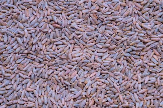 Grains of rye as background close up, Natural dry cereal seeds for the site with the inscription, top view.