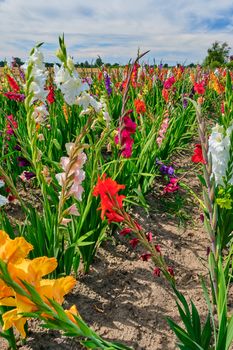 Field of colored blooming gladioli against a cloudy sky.