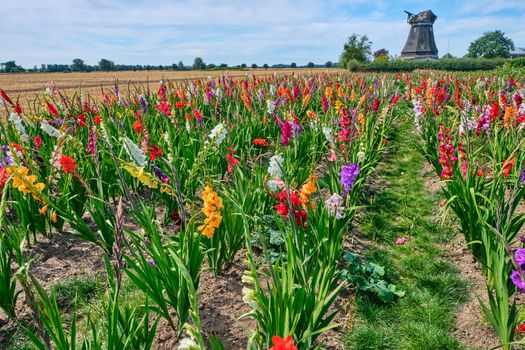 Field of colored blooming gladioli against a cloudy sky.