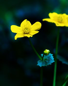 Close up on globeflower, Trollius europaeus, flower plant