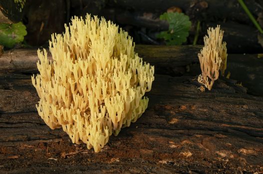 Crown-tipped coral fungus grows on a fallen log.