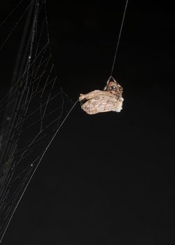 Spider wraps a captured moth with silk.