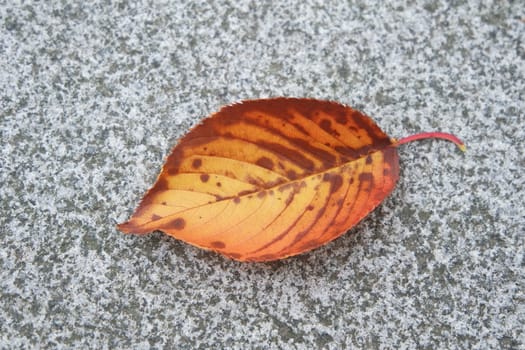 Dried brown leaf with dark veins. Dried leaf on grey concrete floor with copy space for text.
