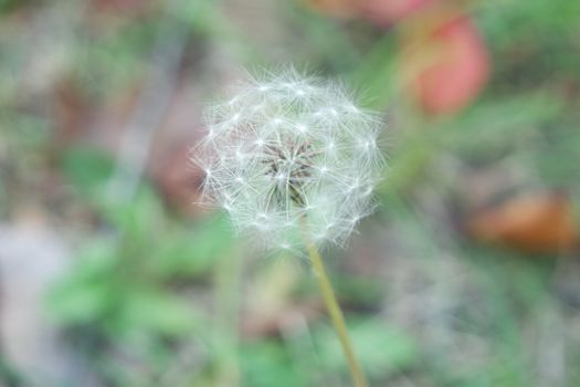 Delicate fluffy flower of dandelion selectively focused on a blurred green background. A closeup view