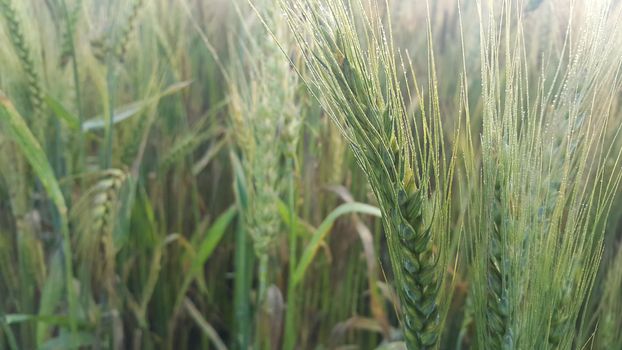 Closeup view of barley spikelets or rye in barley field. Green dried barley focused in large agricultural rural wheat field.
