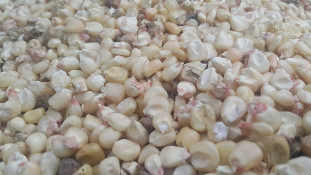 Closeup selectively focues view of jowar (Sorghum) arrange as background. Food background for text and advertisements