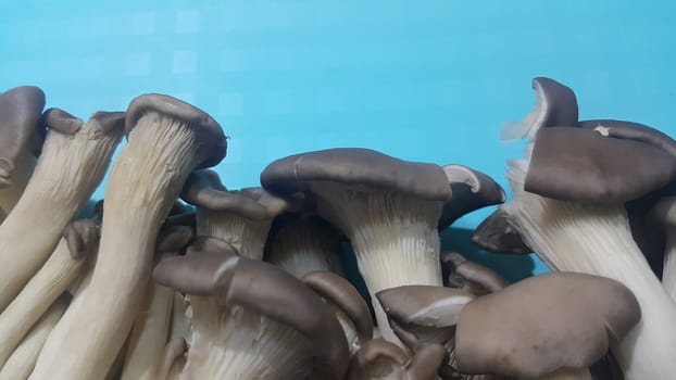 Closeup view of big pile of fresh harvested mushrooms. Food background of mushrooms in market for sale. A Vegetables background