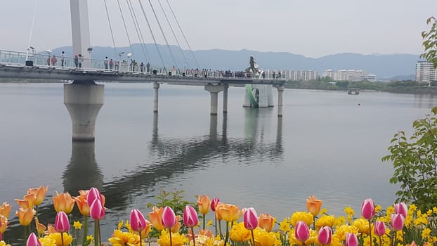Colorful flowers planted on a beach of sea with beautiful view of buildings and mountains