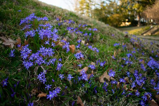 A Patch of Small Blue-Vioet Flowers on a Suburban Front Lawn