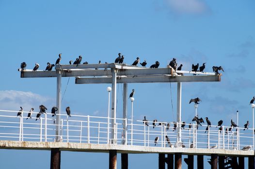 cormorants sit on a sea pier with their wings spread.