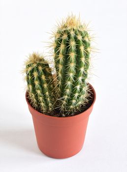 house plant. room flowers in a pot. cactus isolate