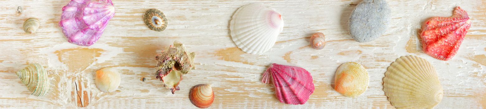 shell. sea mollusk