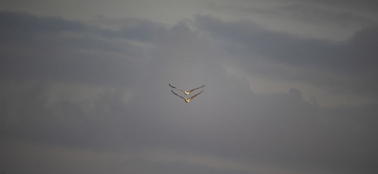 A flock of pelican birds flying in the sky