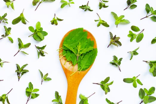 Fresh holy basil leaves on white background. Top view