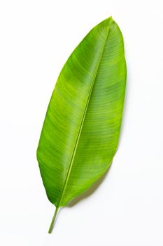 Heliconia leaves on white background. Copy space