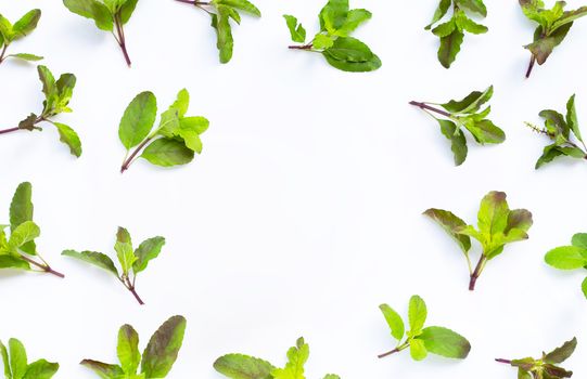 Frame made of holy basil leaves on white background. Top view