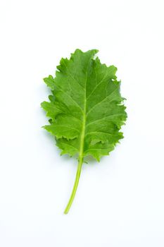 Kale leaf on white background. Top view