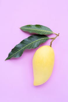 Top view of yellow mango on pink background, Tropical fruit  juicy and sweet.