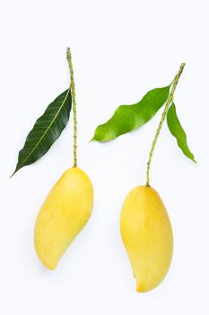 Tropical fruit, Mango on white background. Top view