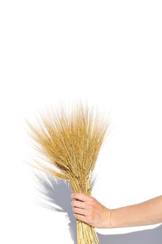woman hand hold wheat ears isolated on the white background with copy space