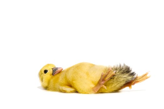 NewBorn little Cute yellow duckling isolated on white