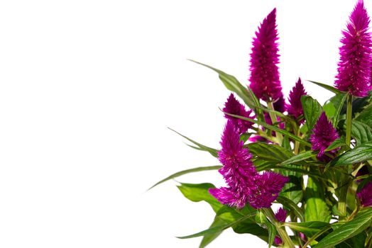 Potted Cockscomb celosia spicata plant isolated on white. Pink flower of celosia spicata is in the family Amaranthaceae, home tropical flower