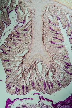 Cross-section through the intestine with glands 100x