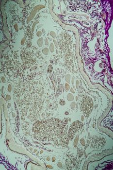 Cross-section through the intestine with glands 100x