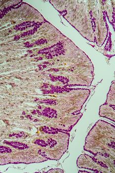 Cross-section through the intestine with glands 200x