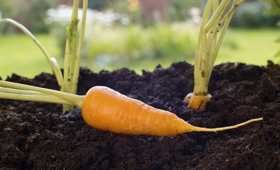 Close up carrot growing in the garden. Agriculture, gardening or ecology concept