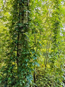 Climbing plants hang down from birch trees in the forest of Leherheide, Bremerhaven.