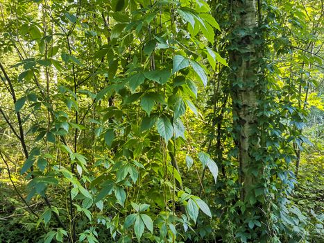 Climbing plants hang down from birch trees in the forest of Leherheide, Bremerhaven.