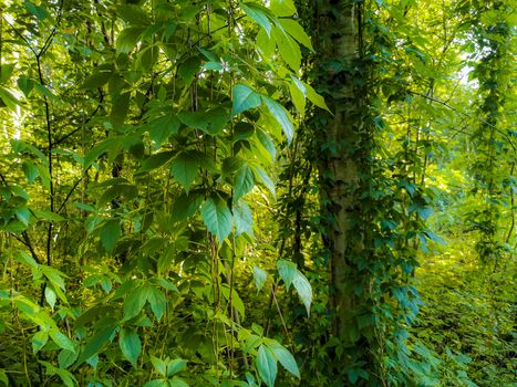 Climbing plants hang down from birch trees in the forest of Leherheide, Bremerhaven.