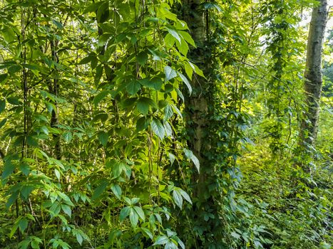 Climbing plants hang down from birch trees in the forest of Leherheide, Bremerhaven.