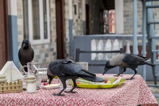 Raven and crow birds make their way over a laid table with breakfast. Lake Side, Pokhara in Nepal.