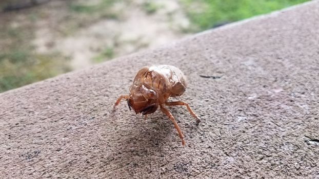 cicada insect skin or molt on deck railing