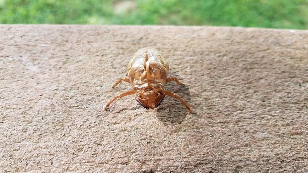 cicada insect skin or molt on deck railing