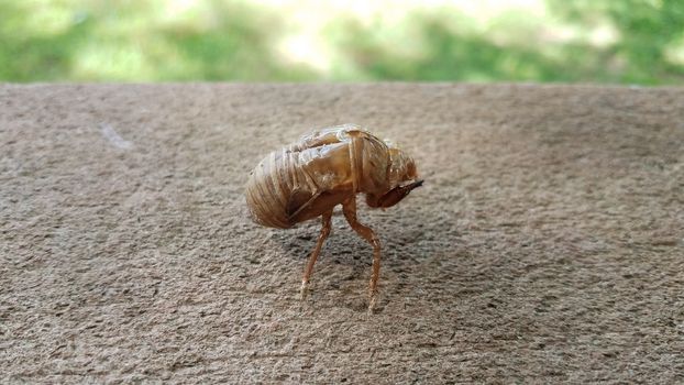 cicada insect skin or molt on deck railing