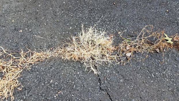 brown dead weeds and grass in cracks in asphalt or pavement