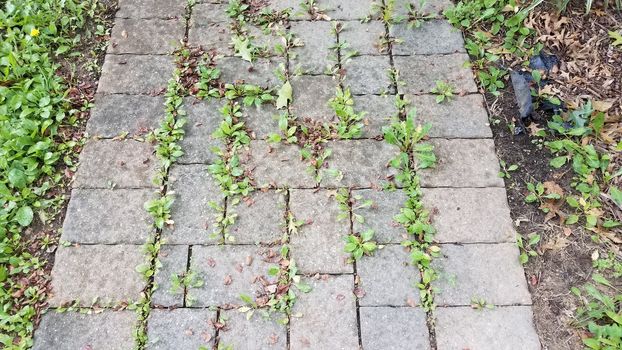 rock or stone tile path or trail with weeds in the cracks