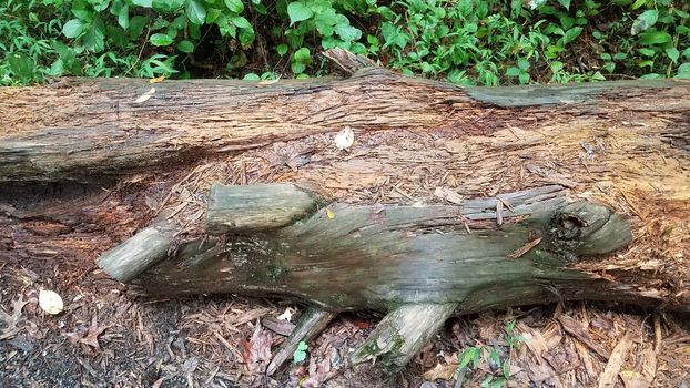 decomposing or rotting wood log or tree on ground