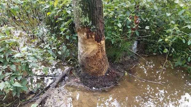 tree in the mud and water with beaver bite marks and plants