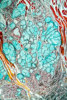 Tongue Tissue with taste buds across 100x