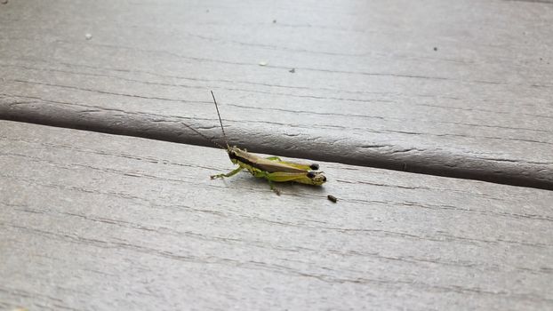 grasshopper insect with poop or feces on wood surface