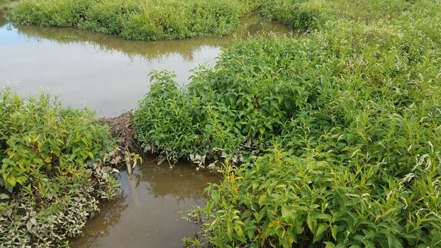 water with small beaver dam with green plants in wetland