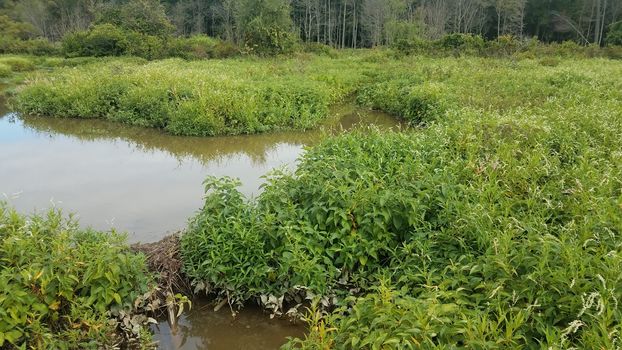 water with small beaver dam with green plants in wetland