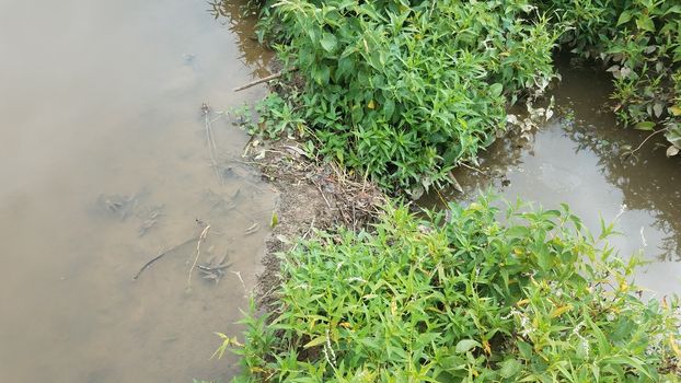 water with small beaver dam with green plants in wetland